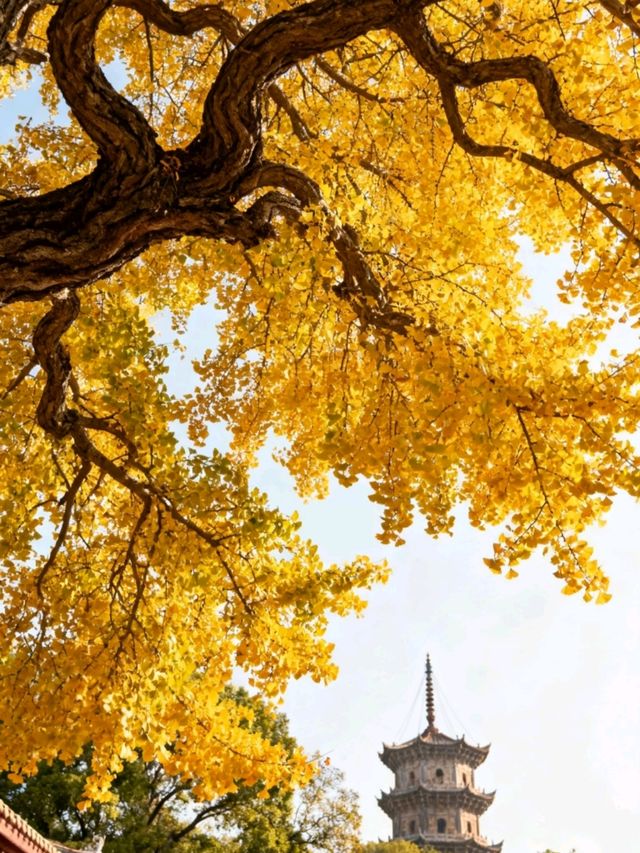11月泉州：半城煙火半城仙世遺古城的蚵殼厝與開元寺銀杏慢時光