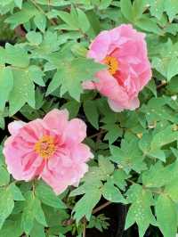 從晨曦到日暮,每一幀都是花漾暴擊