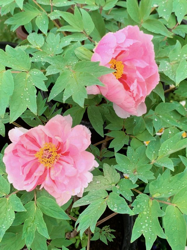 從晨曦到日暮,每一幀都是花漾暴擊 從晨曦到日暮,每一幀都是花漾暴擊