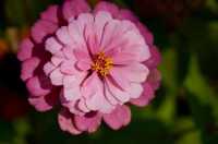 深秋「好色」去上海植物園