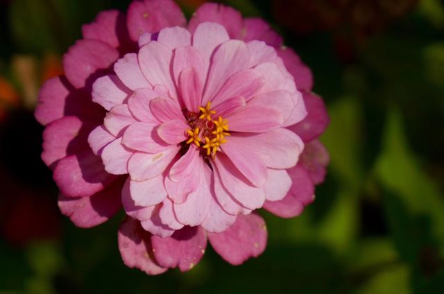 深秋「好色」去上海植物園 深秋「好色」去上海植物園