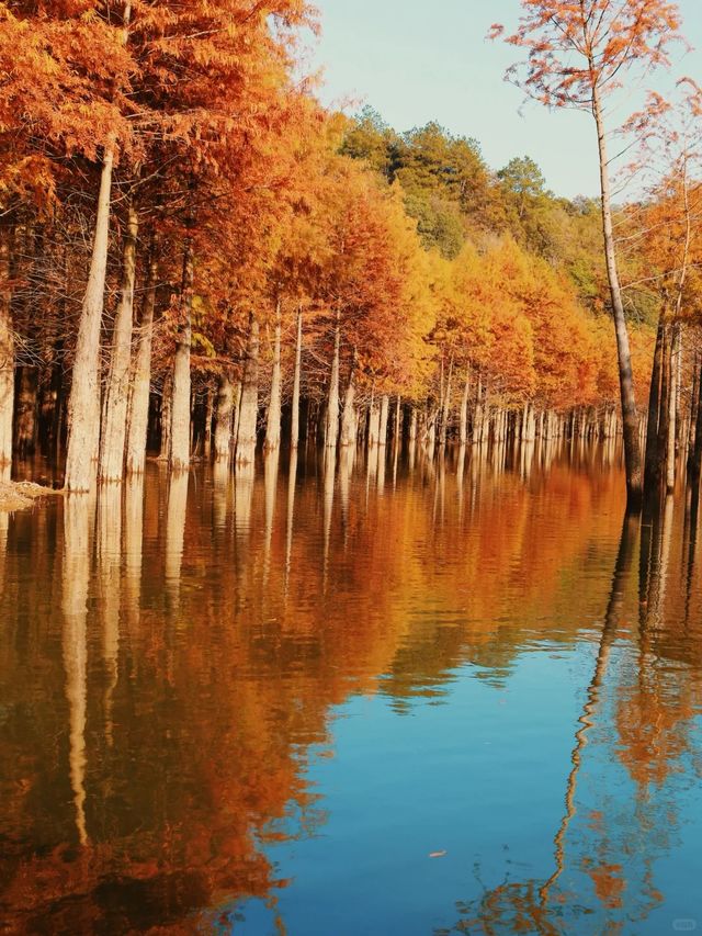 最新皖南川藏線的秋，藏在這片紅海裏。