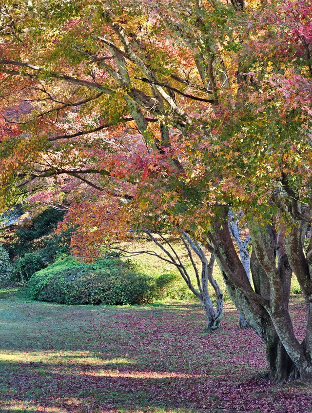在廬山，抓住了秋天的尾巴