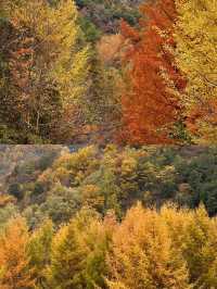 留壩紅葉打卡攻略