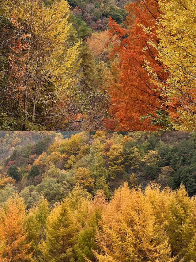 留壩紅葉打卡攻略