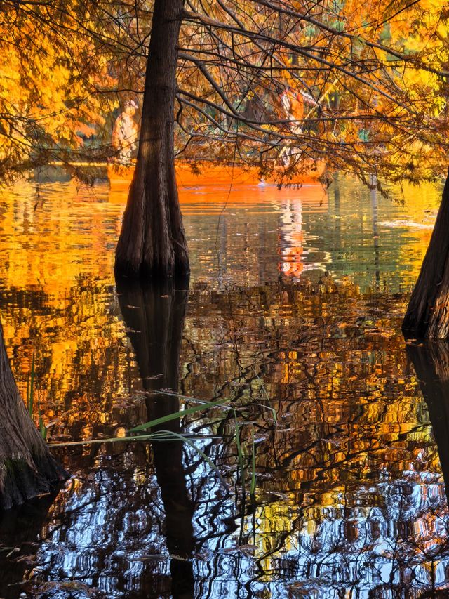 這不是燕雀湖這簡直是大自然的油畫