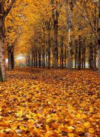 張家樓「楓」景獨好|附賞秋攻略