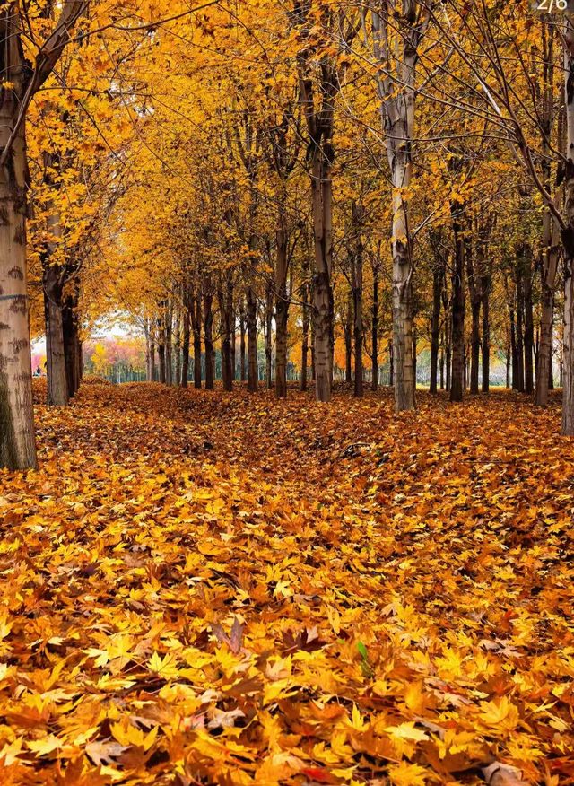 張家樓「楓」景獨好|附賞秋攻略 張家樓「楓」景獨好|附賞秋攻略