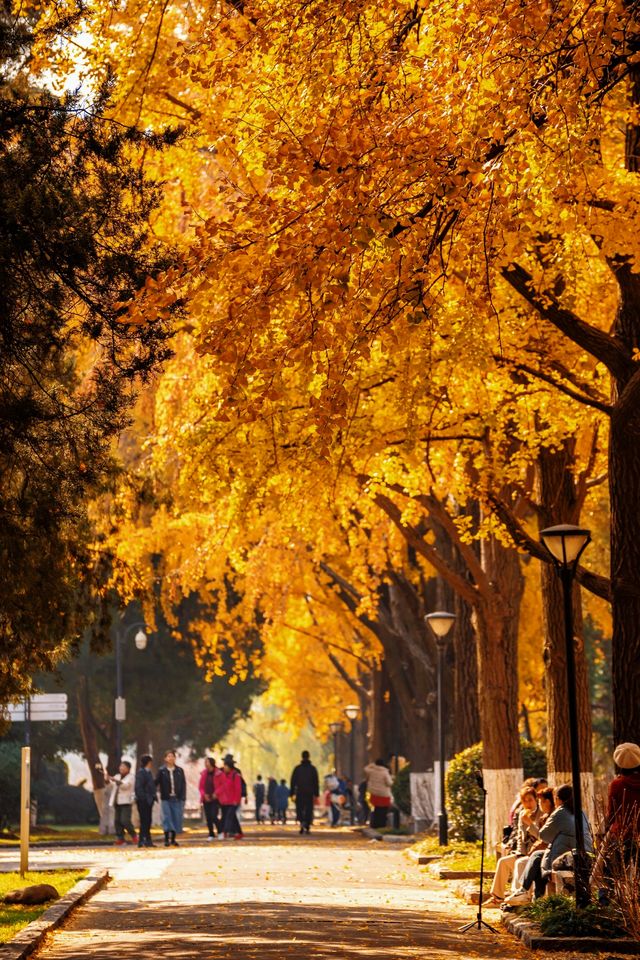 南京絕美銀杏大道曝光金色童話輕鬆get