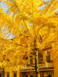 廣東賞秋天花板！南雄2天銀杏+丹霞+溫泉