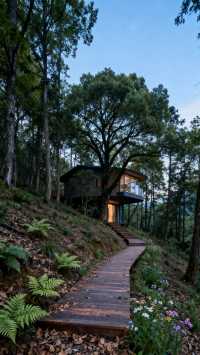 感受「童話」故事般的樹屋體驗