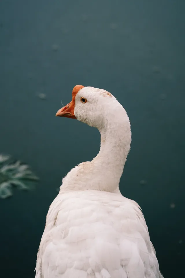 南京周邊遊番外篇1：皖南秋景之呈坎攻略