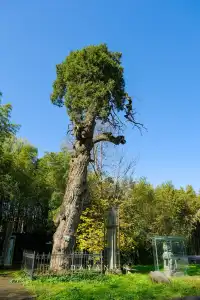 坐了3個小時公交來看2600年的老子手植銀杏