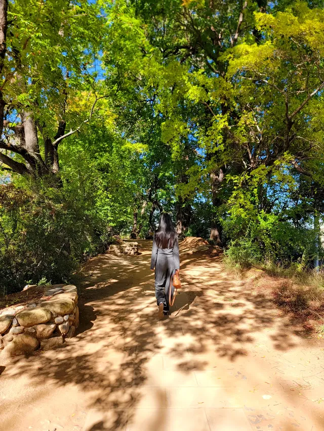 劍川桑嶺村|百年古木林美成了打翻的調色盤 劍川桑嶺村|百年古木林美成了打翻的調色盤