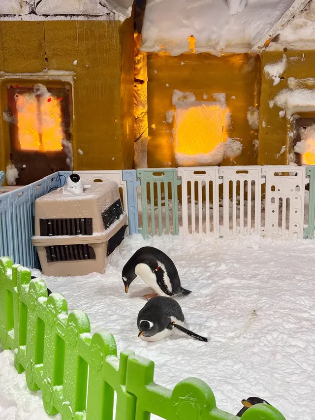 不用去北歐！惠州就能撸真企鵝+冰雪滑梯！