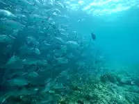 4個被低估的海島盲盒玩法