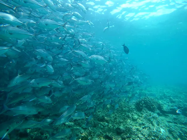 4個被低估的海島盲盒玩法