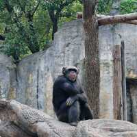 上海野生動物園免費衝！粉紅火烈鳥+大象互毆，值回折騰