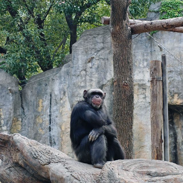 上海野生動物園免費衝！粉紅火烈鳥+大象互毆，值回折騰