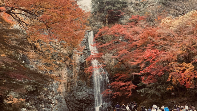 箕面公園|紅葉|箕面の滝 箕面公園|紅葉|箕面の滝