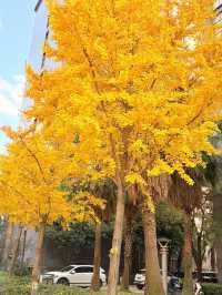 這個秋天,來昆明住進金色銀杏的童話裏 發現昆明小眾打卡地 - 維也納國際酒店(昆明高鐵南站市政府