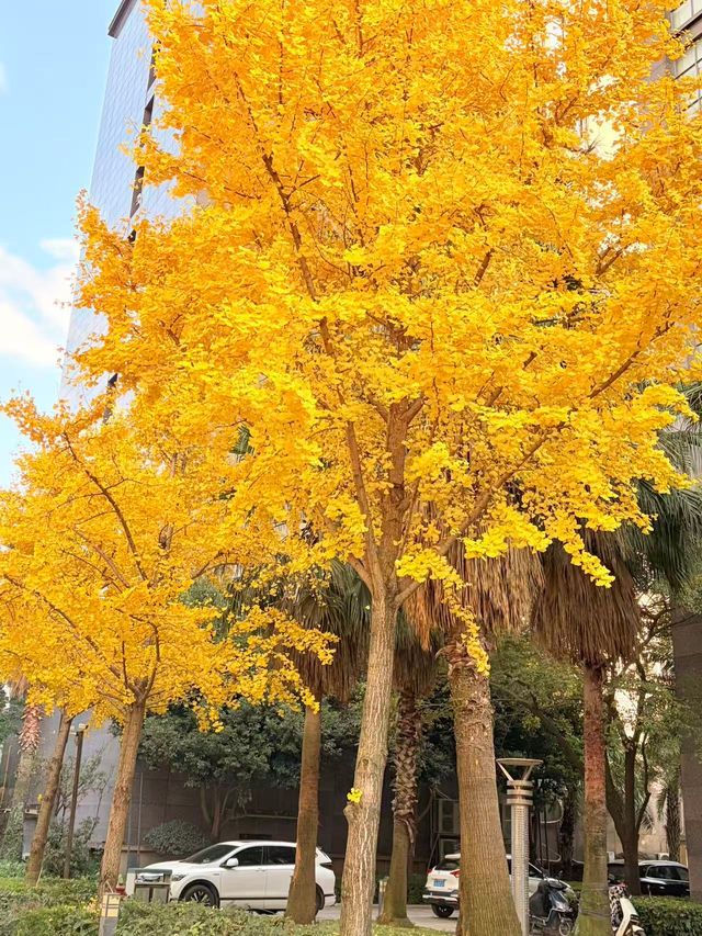 這個秋天,來昆明住進金色銀杏的童話裏 發現昆明小眾打卡地 - 維也納國際酒店(昆明高鐵南站市政府 這個秋天,來昆明住進金色銀杏的童話裏 發現昆明小眾打卡地 - 維也納國際酒店(昆明高鐵南站市政府