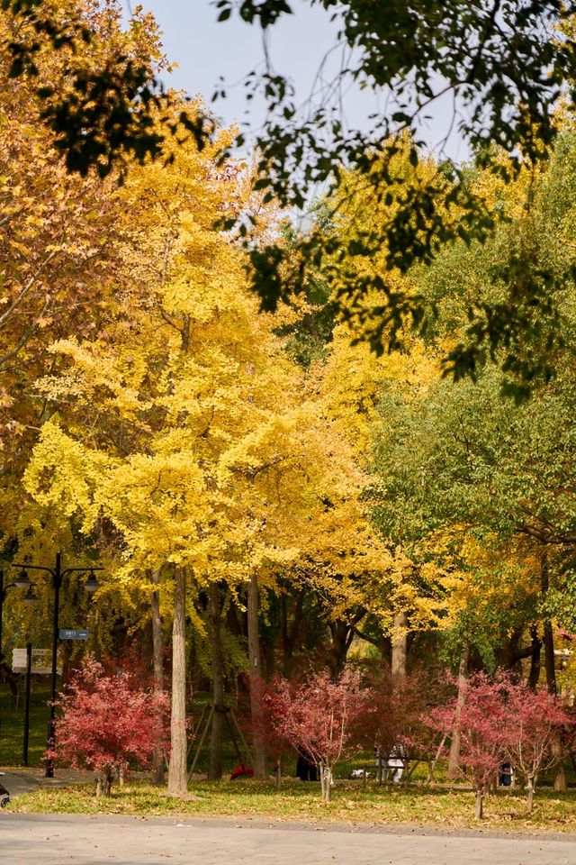 世紀公園秋景上線,盡享金秋美景 世紀公園秋景上線,盡享金秋美景