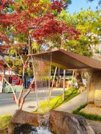 長沙人私藏!市中心這片銀杏秘境美到窒息