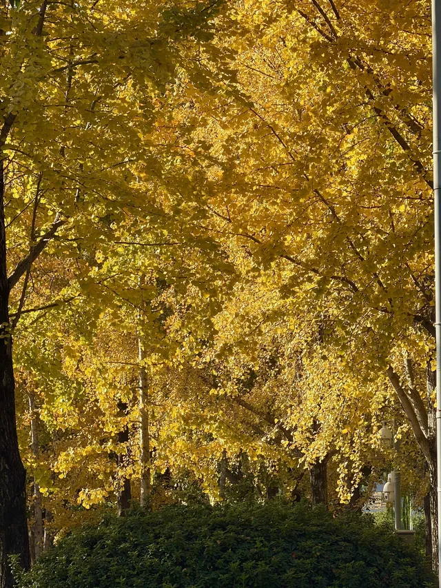 11.29實拍!月湖銀杏黃啦!真的好好看 11.29實拍!月湖銀杏黃啦!真的好好看