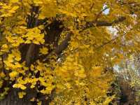 上海賞楓絕佳地標