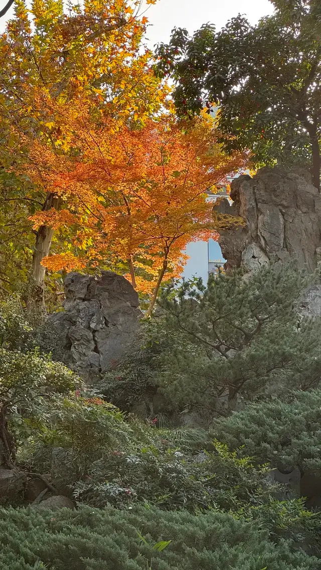 為了一棵樹來了瞻園|全屏感受金陵第一園 為了一棵樹來了瞻園|全屏感受金陵第一園