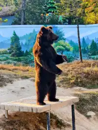 少走彎路清遠長隆一天遊玩攻略