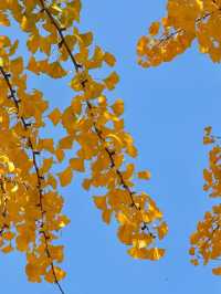 從文林街的銀杏黃到夢景遇見的深藍夜