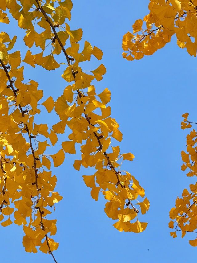 從文林街的銀杏黃到夢景遇見的深藍夜 從文林街的銀杏黃到夢景遇見的深藍夜