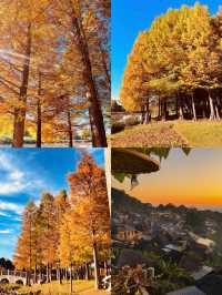 在普洱遇見了慢時光|三天兩夜文藝趴體指南