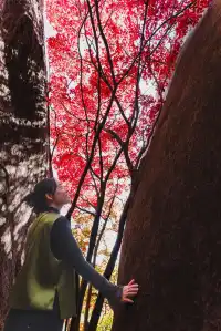 東坪山上長在岩縫裡的紅葉。