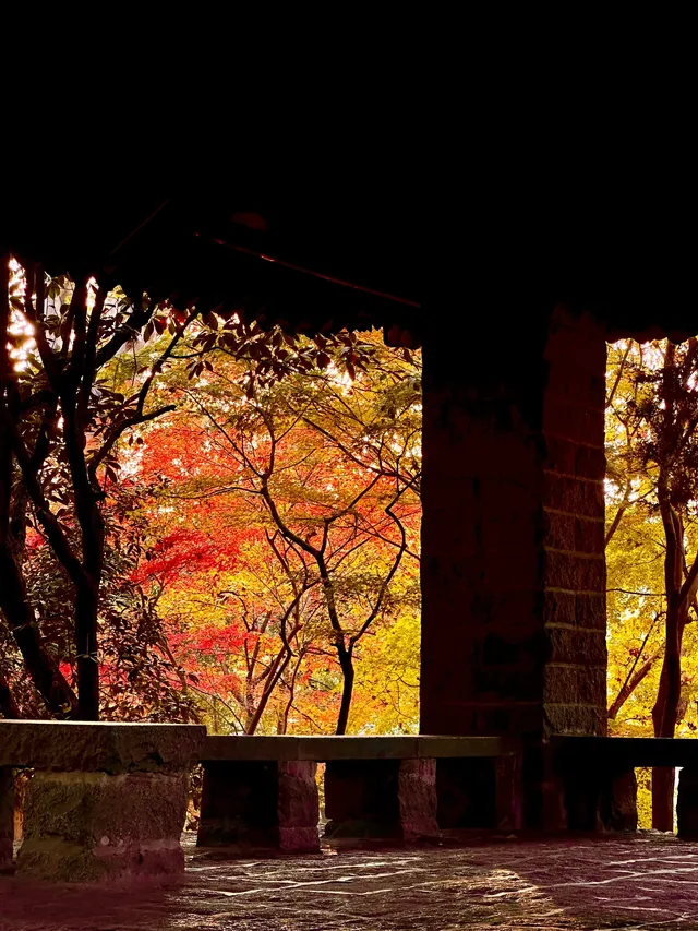 12.5號實拍 | 魯迅公園週末應該會有萬人參觀