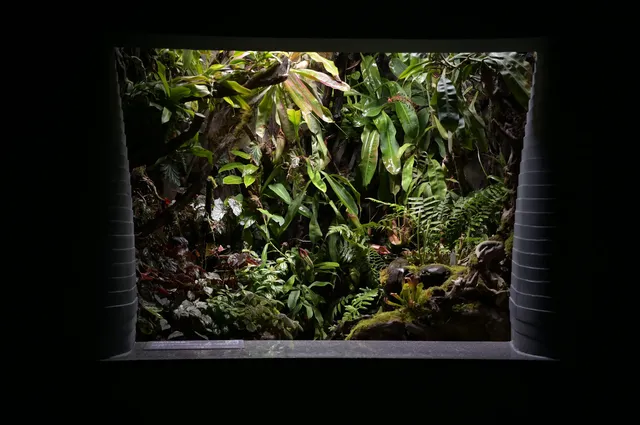 日落前入園！溫室花園日夜場一次看完