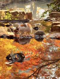 帶上這個以防萬一｜秋天的星星調色教程