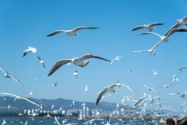 如果冬天只想去一個城市,那就是昆明 如果冬天只想去一個城市,那就是昆明