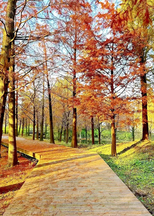 預警三林濱江落羽杉即將紅透，最佳觀賞期