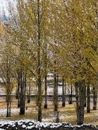 命運的扣環—願我們永遠自由