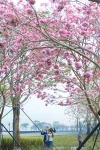 12.11拍|深圳紫花風鈴木開滿啦