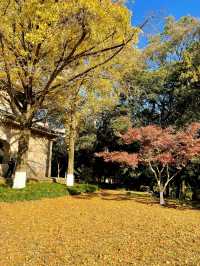 步數登頂的快樂誰懂!南京暴走一天滿是治癒感