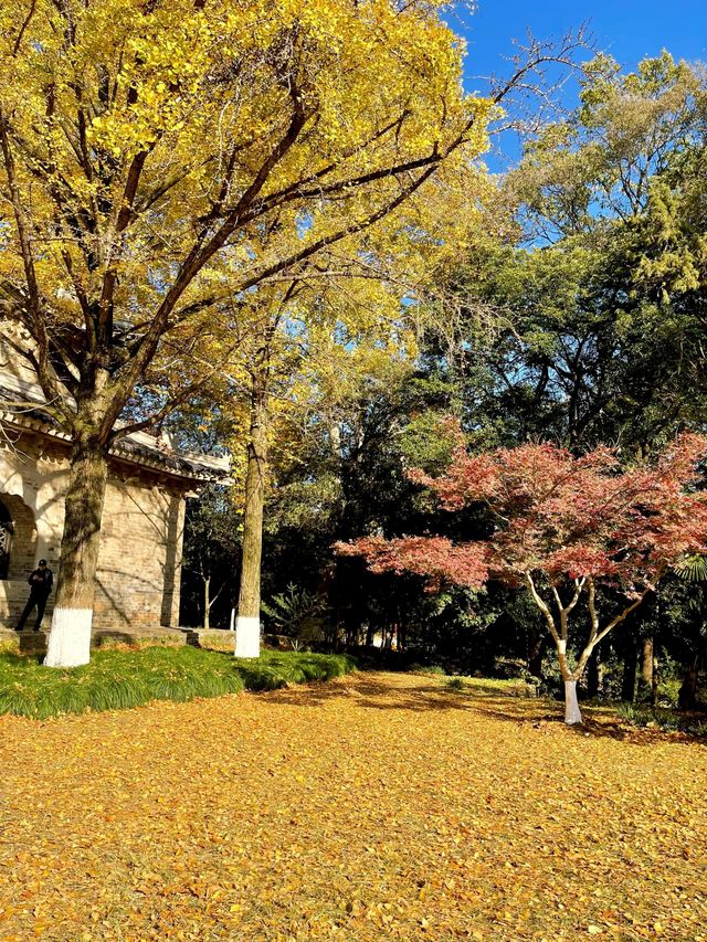 步數登頂的快樂誰懂!南京暴走一天滿是治癒感 步數登頂的快樂誰懂!南京暴走一天滿是治癒感