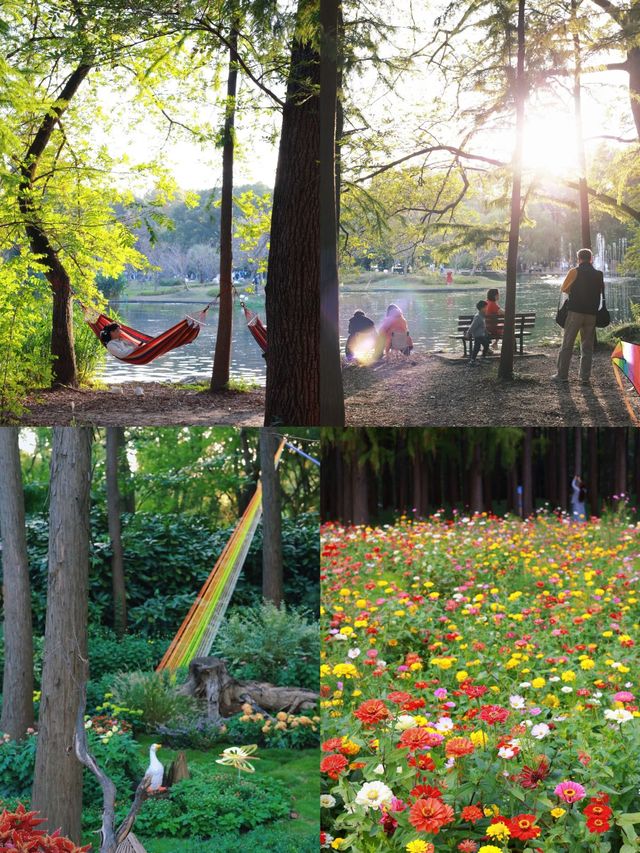 上海共青菊韻秘境|秋日限定森林賞花指南 上海共青菊韻秘境|秋日限定森林賞花指南