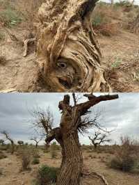 胡楊林裡,尋找失落的地平線