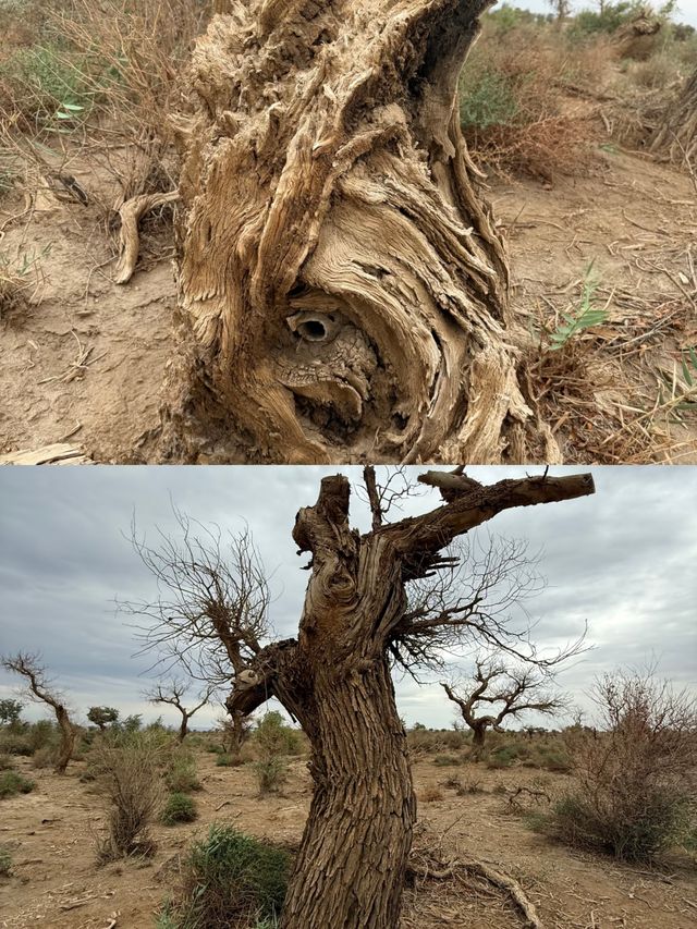 胡楊林裡,尋找失落的地平線 胡楊林裡,尋找失落的地平線