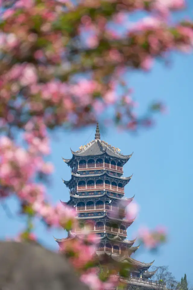 คู่มือชมดอกไม้ฤดูใบไม้ผลิที่ตูเจียงเยียน