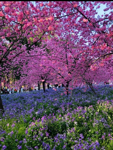 2026 Wuhan Cherry Blossom Special Line | Trip.com Wuhan
